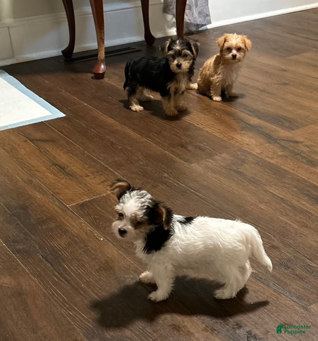 Yorkiepoo dogs for sale: TOY Size Willow - Ad 9