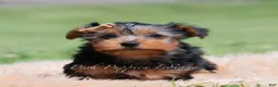 Yorkshire Terrier dogs for sale: Russ - Ad 4