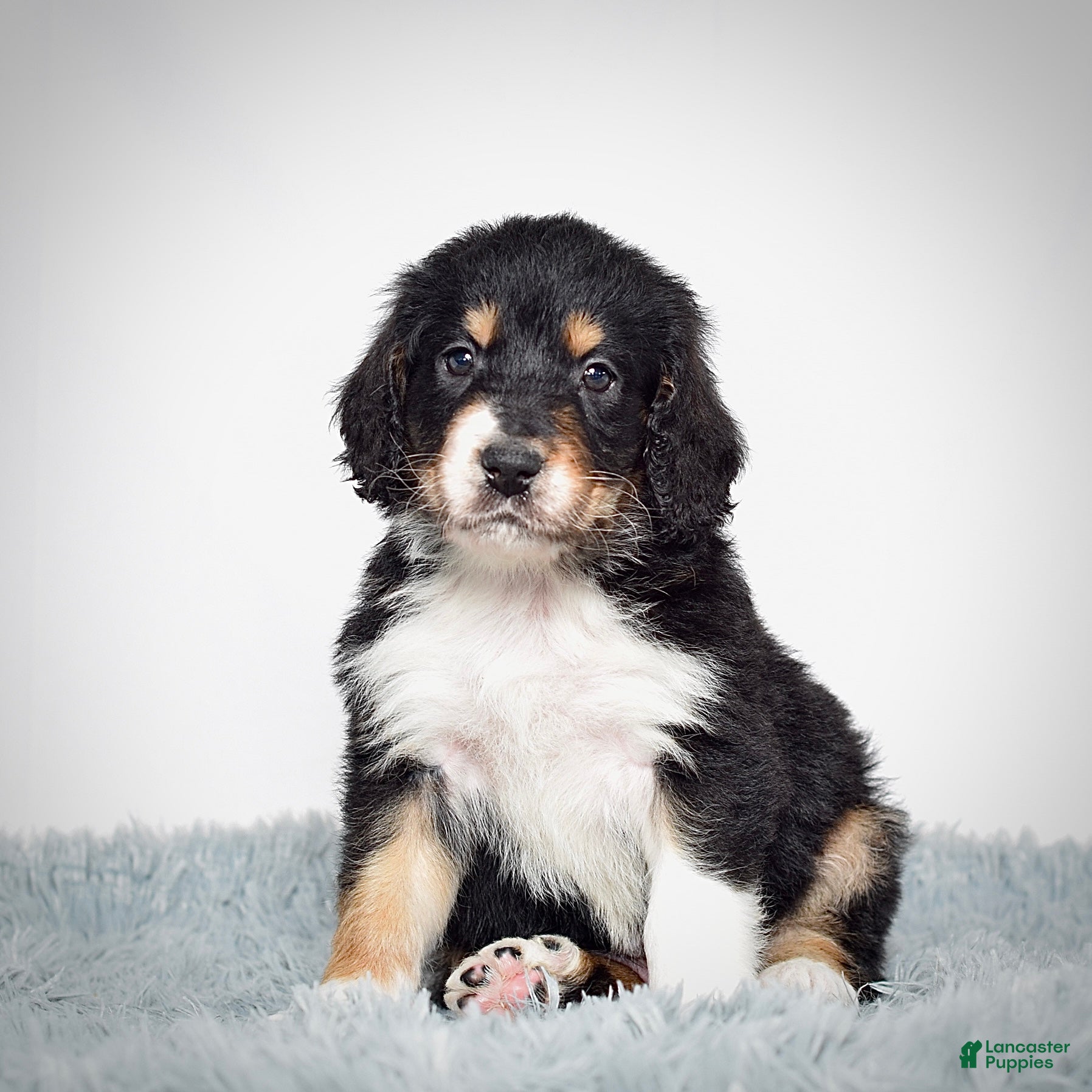 Bernedoodle dogs Scooter - Ad 7