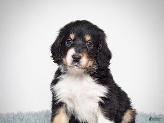 Bernedoodle dogs Scooter - Ad 18