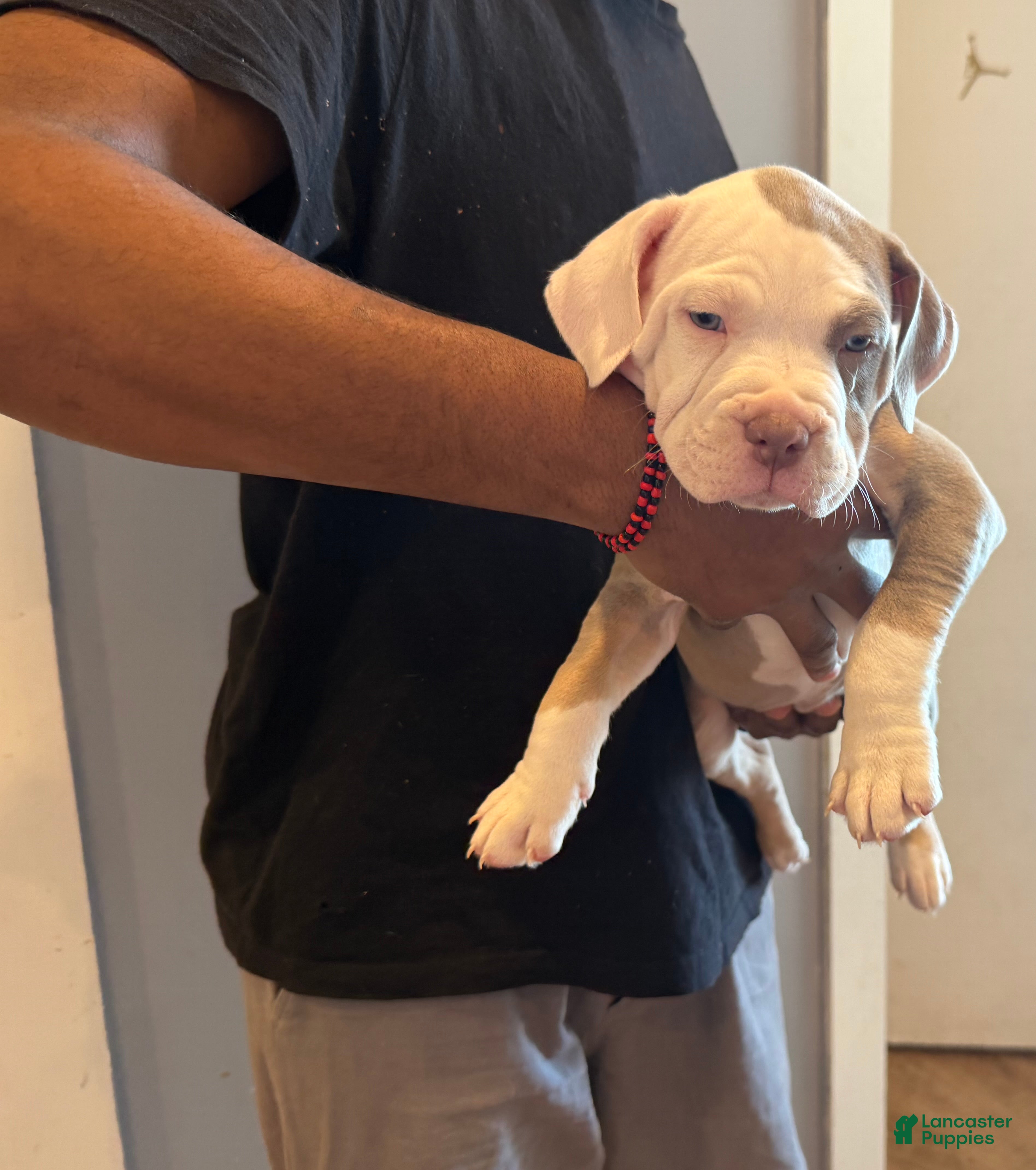 American Bully dogs Cuca - Ad 17