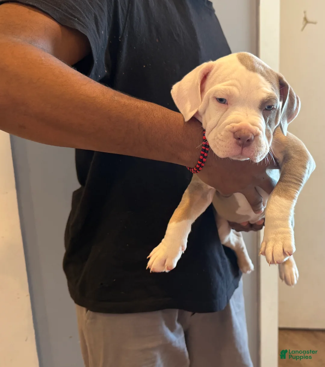 American Bully dogs for sale: Cuca - Ad 1