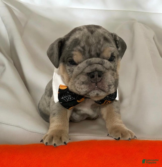 English Bulldog dogs for sale: Forest  - Ad 2