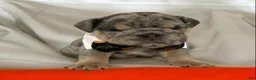 English Bulldog dogs for sale: Forest  - Ad 1