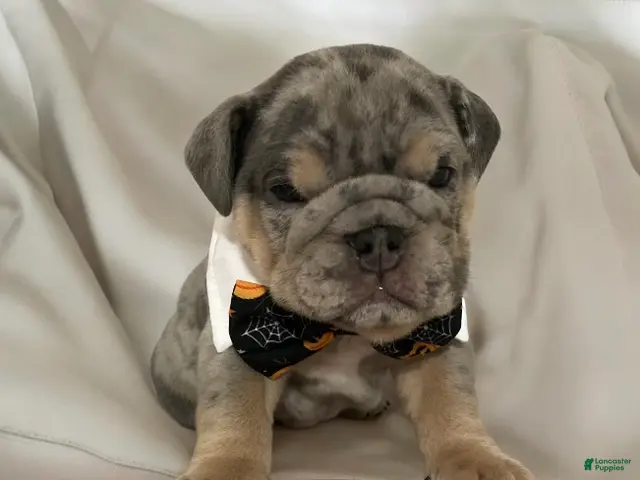 English Bulldog dogs for sale: Forest - Ad 1
