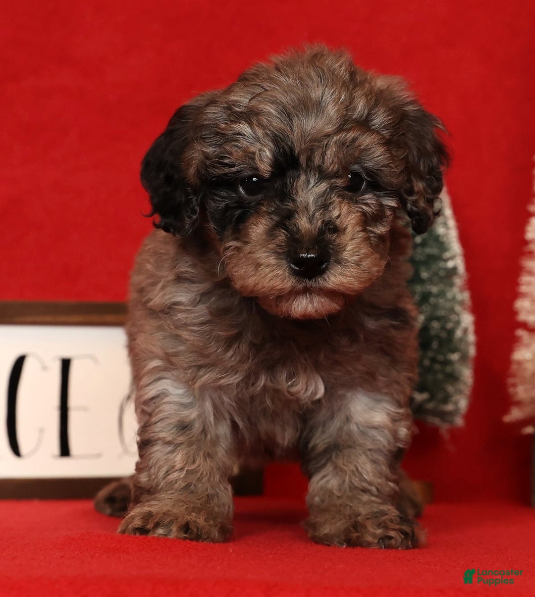 Miniature Poodle dogs for sale: Porter - Ad 4