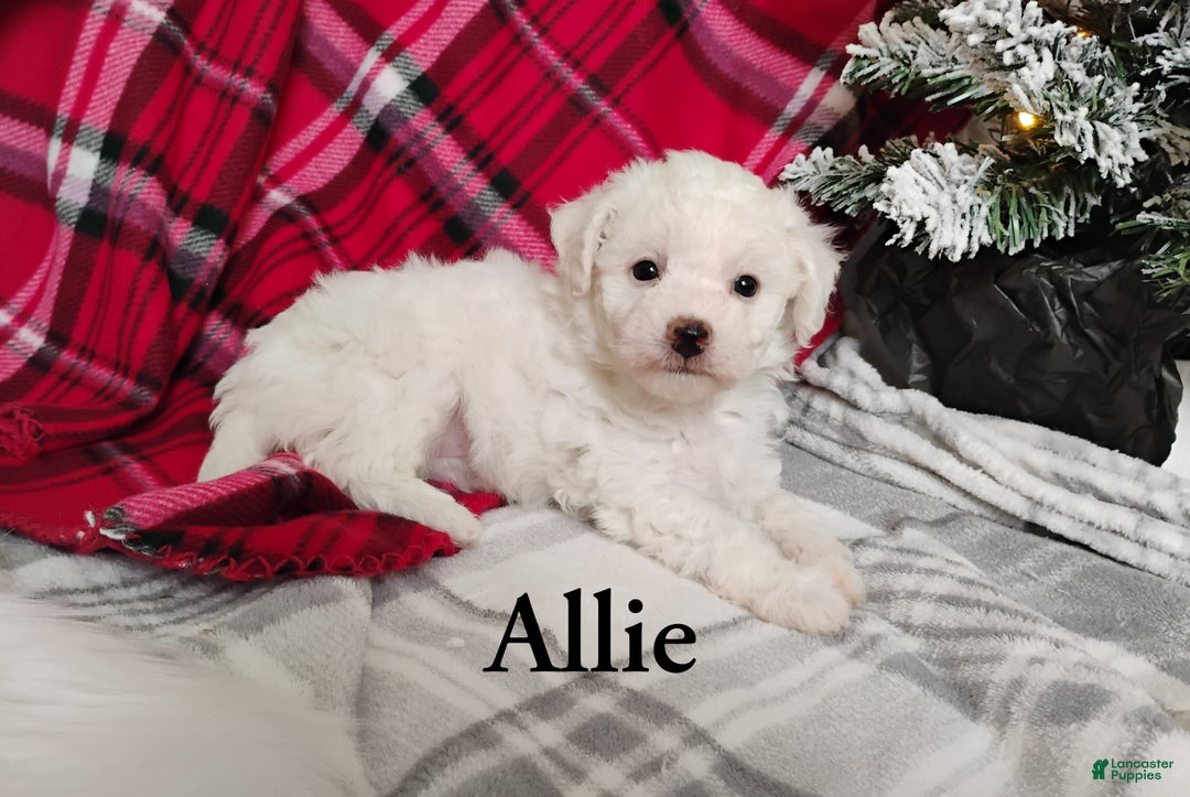 Teddy Bear dogs for sale: Allie  - Ad 1