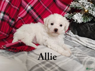 Teddy Bear dogs Allie - Ad 20