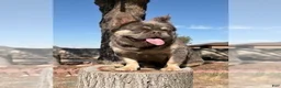 French Bulldog dogs for sale: ROCKY - LILAC TAN MINI IN CALI - USA DELIVERY OPTIONS - Ad 2