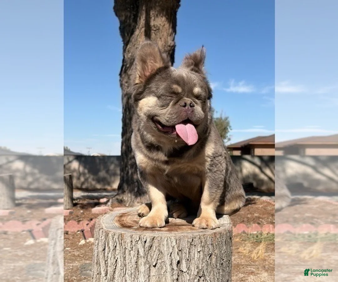 French Bulldog dogs for sale: ROCKY - LILAC TAN MINI IN CALI - USA DELIVERY OPTIONS - Ad 2
