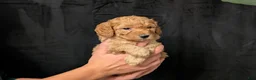 Cavapoo dogs for sale: Tundra - Ad 3