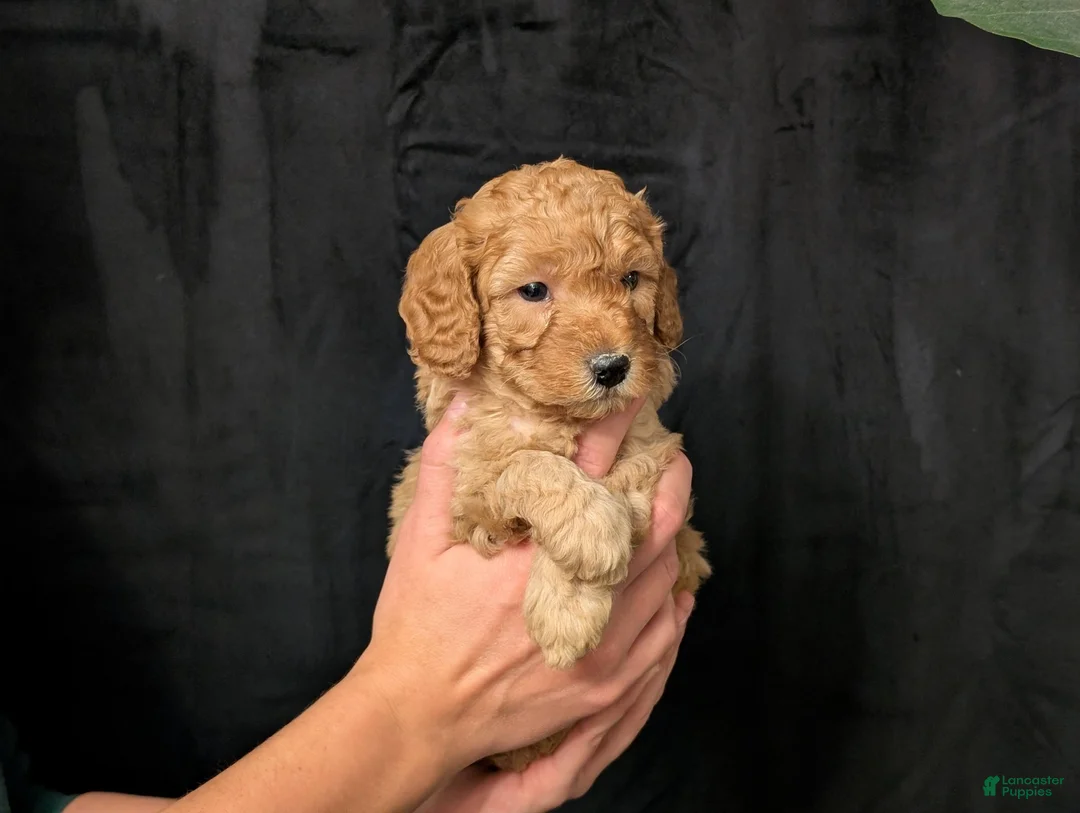 Cavapoo dogs for sale: Tundra - Ad 3