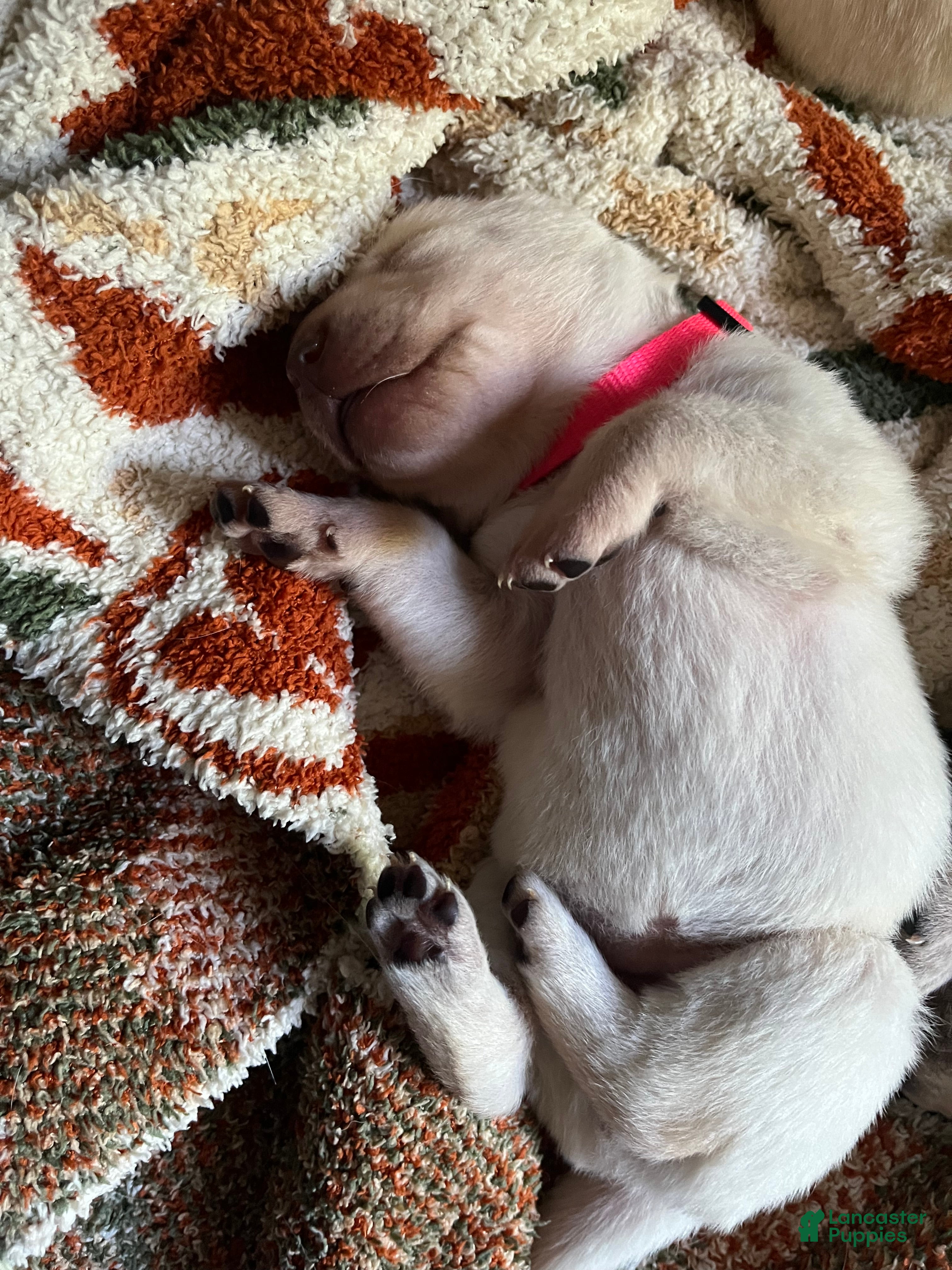 Labrador Retriever dogs Thelma Lou - Ad 1