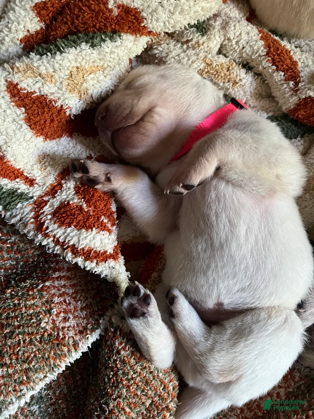 Labrador Retriever dogs for sale: Thelma Lou - Ad 1