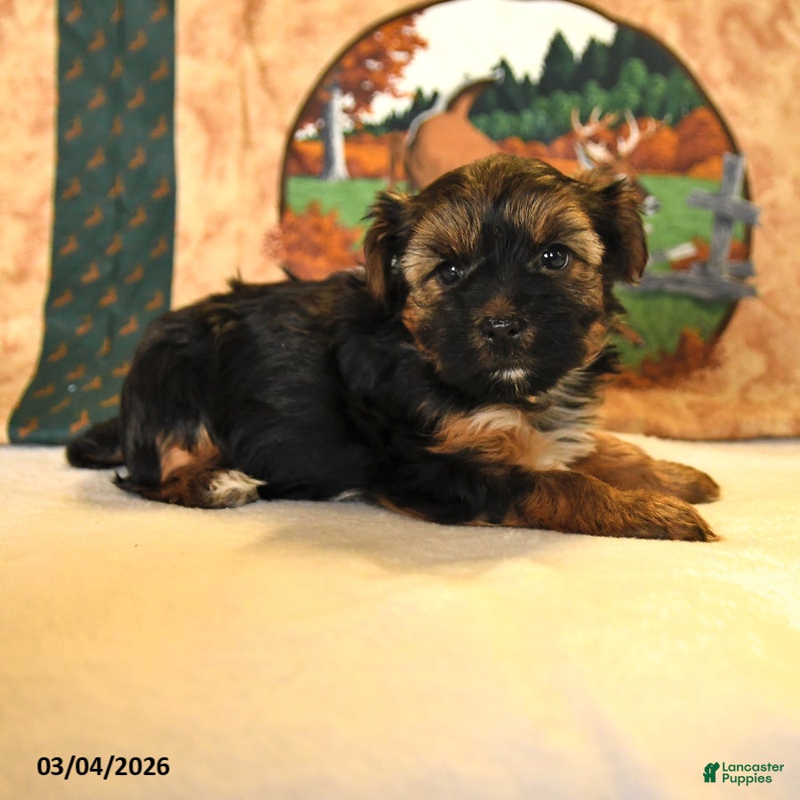 Yorkshire Terrier dogs Jojo - Ad 1