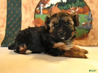 Yorkshire Terrier dogs for sale: Jojo - Ad 2