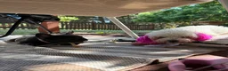 Maltipoo dogs for sale: Maltipoo 2 - Ad 9