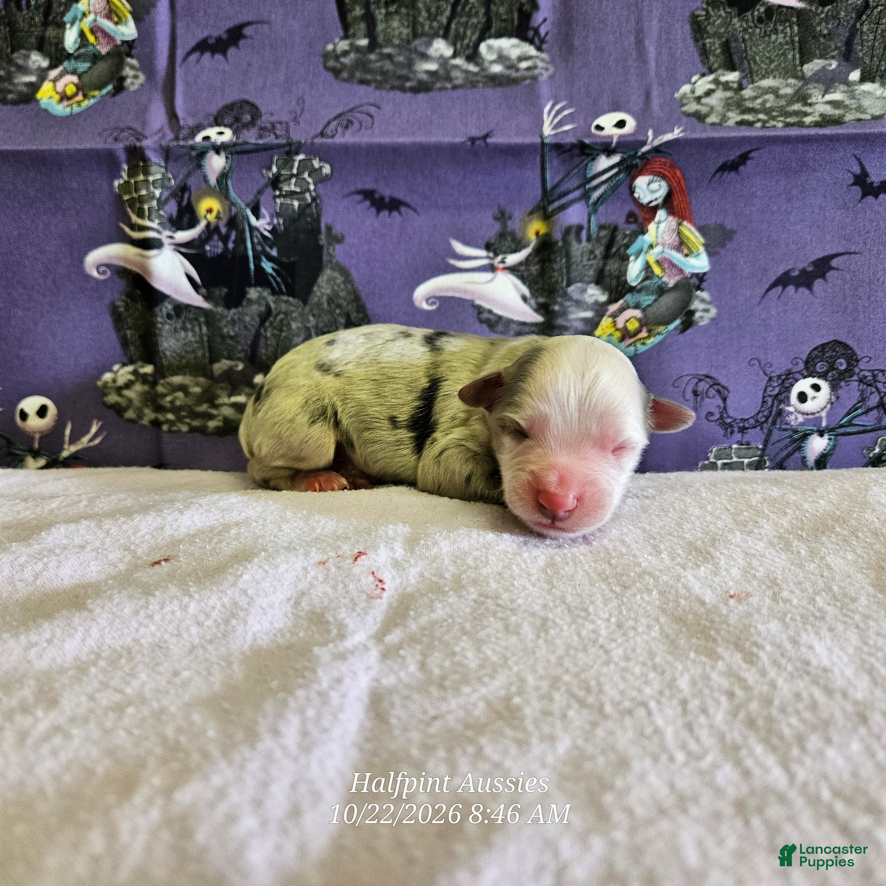 Miniature Australian Shepherd dogs for sale: Casper - Ad 3