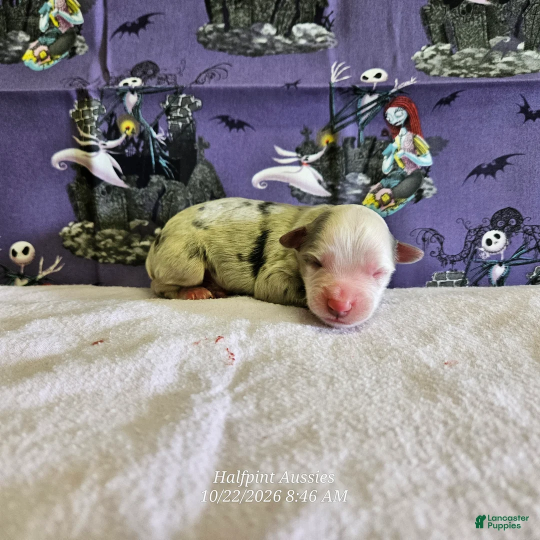 Miniature Australian Shepherd dogs for sale: Casper - Ad 1