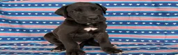 Great Dane dogs for sale: Philip Great Dane  - Ad 4