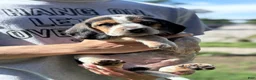 Beagle dogs for sale: Jax jr - Ad 10