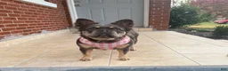 French Bulldog dogs for sale: Luciano  - Ad 3
