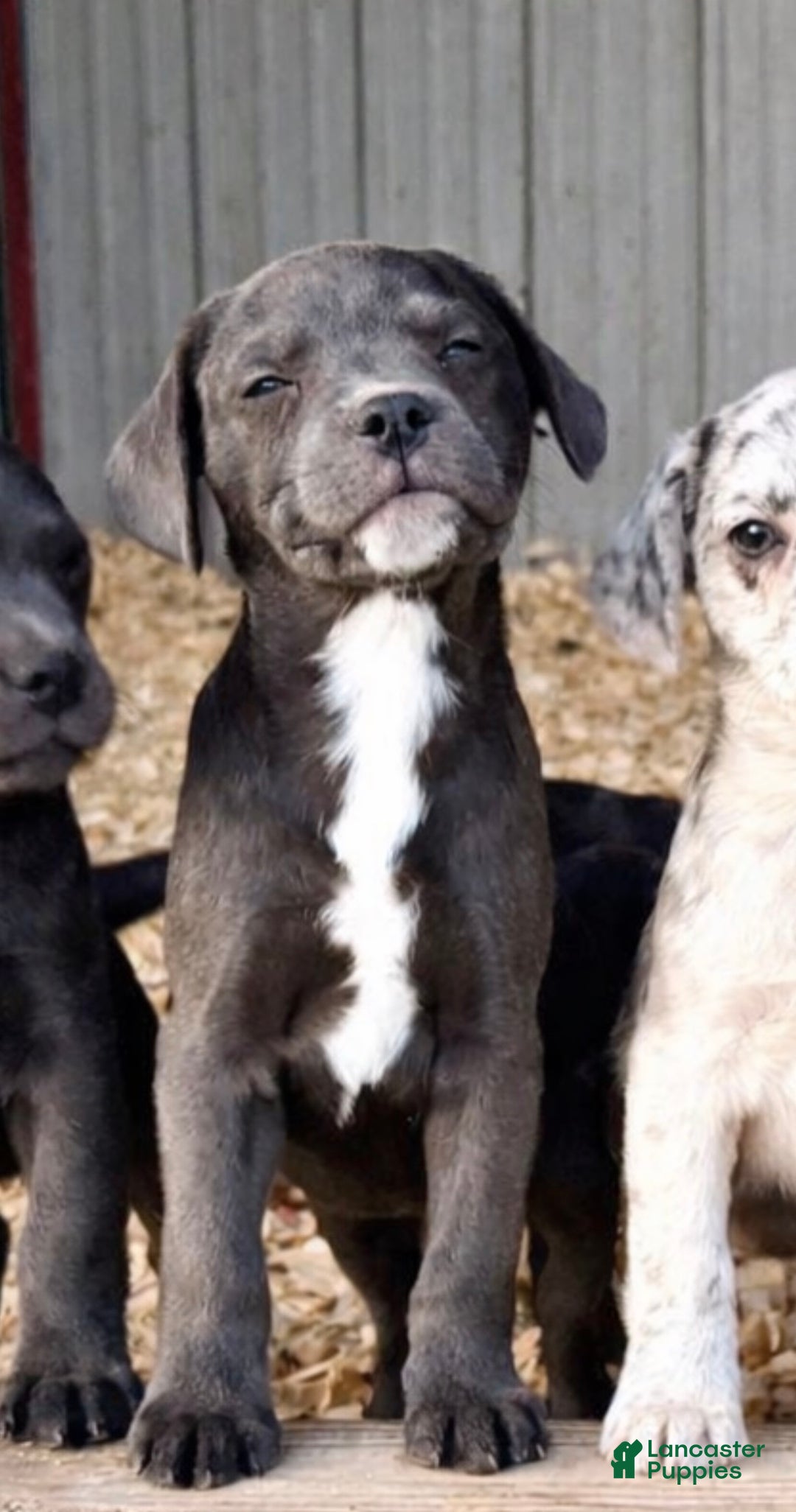 Mixed Breed dogs for sale: Ayn - Ad 1