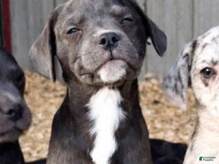 Mixed Breed dogs Ayn - Ad 17