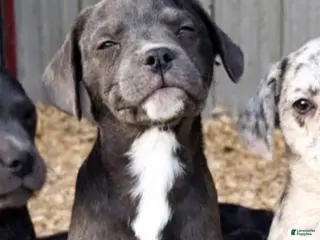 Mixed Breed dogs Ayn - Ad 18