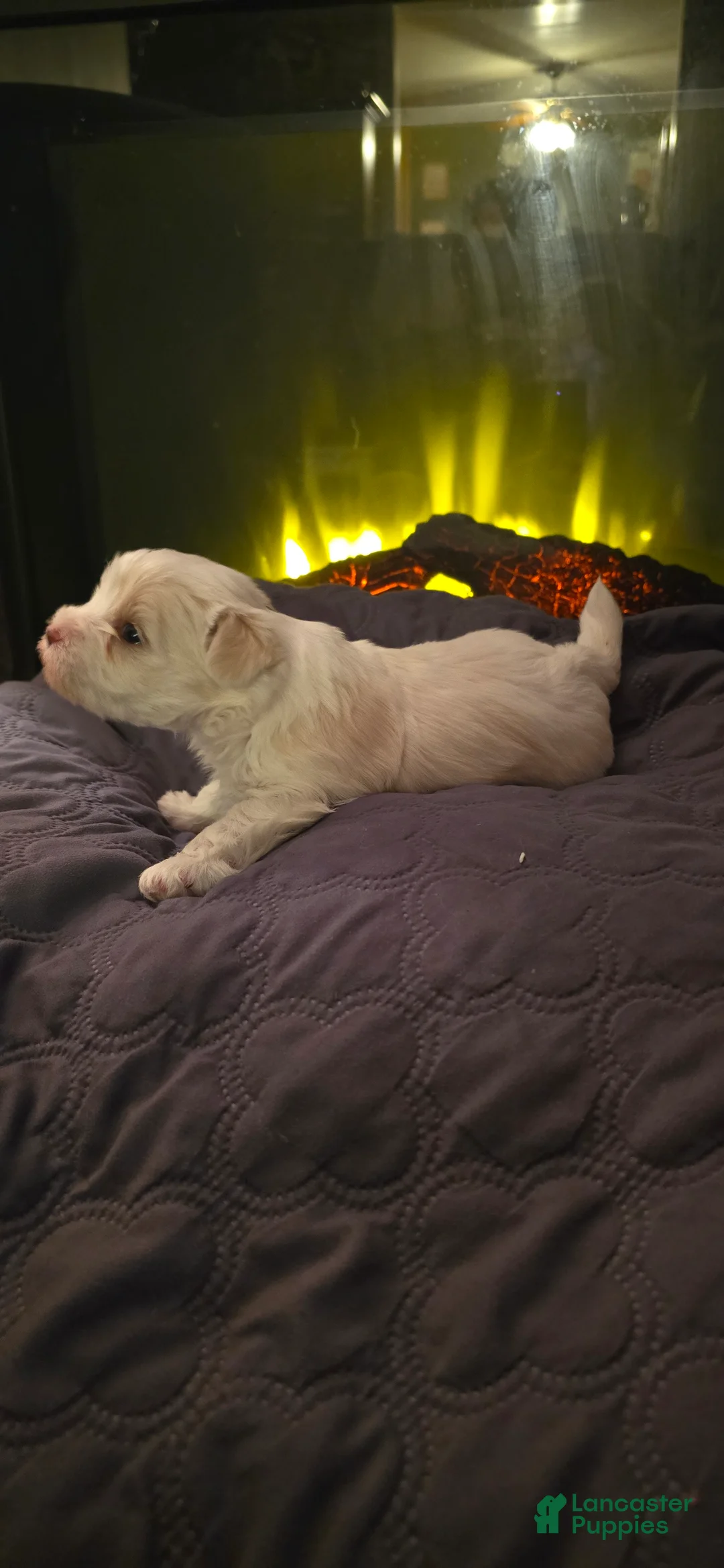 Morkie dogs for sale: Panda - Ad 11