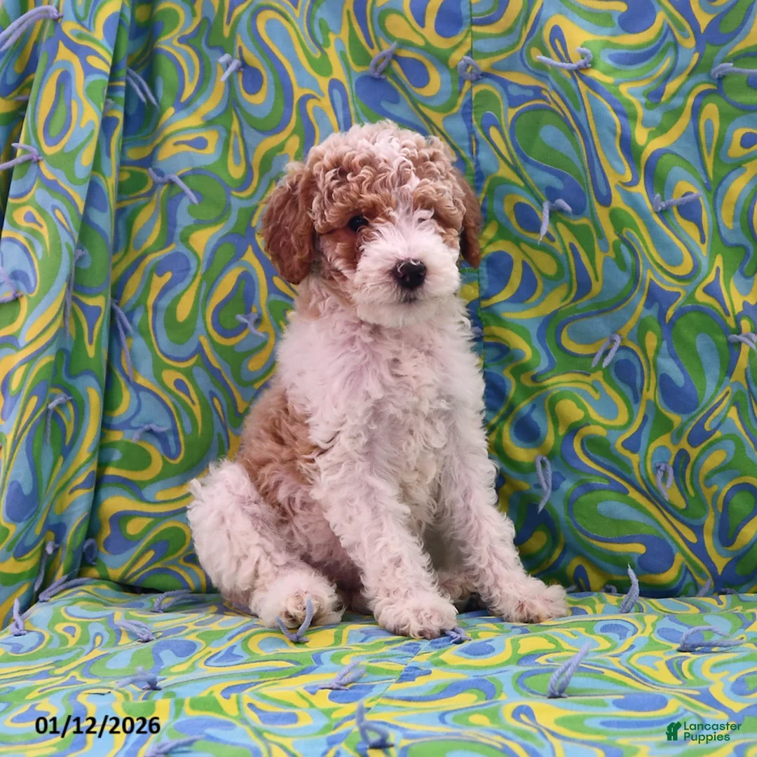 Goldendoodle dogs for sale: Holly - Ad 5