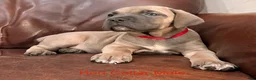 Cane Corso dogs for sale: Cane Corso Puppy Red Collar Male - Ad 5