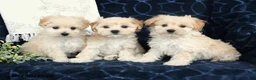 Maltipoo dogs for sale: Bethany - Ad 5