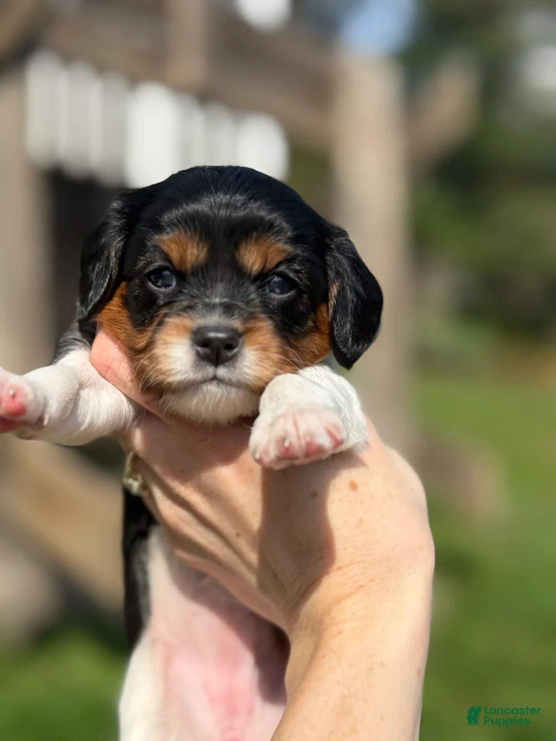 Cavapoo dogs for sale: Cavapoo Puppy 4 - Ad 1