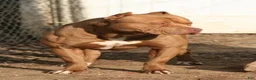 American Bully dogs for sale: Bella - Ad 11