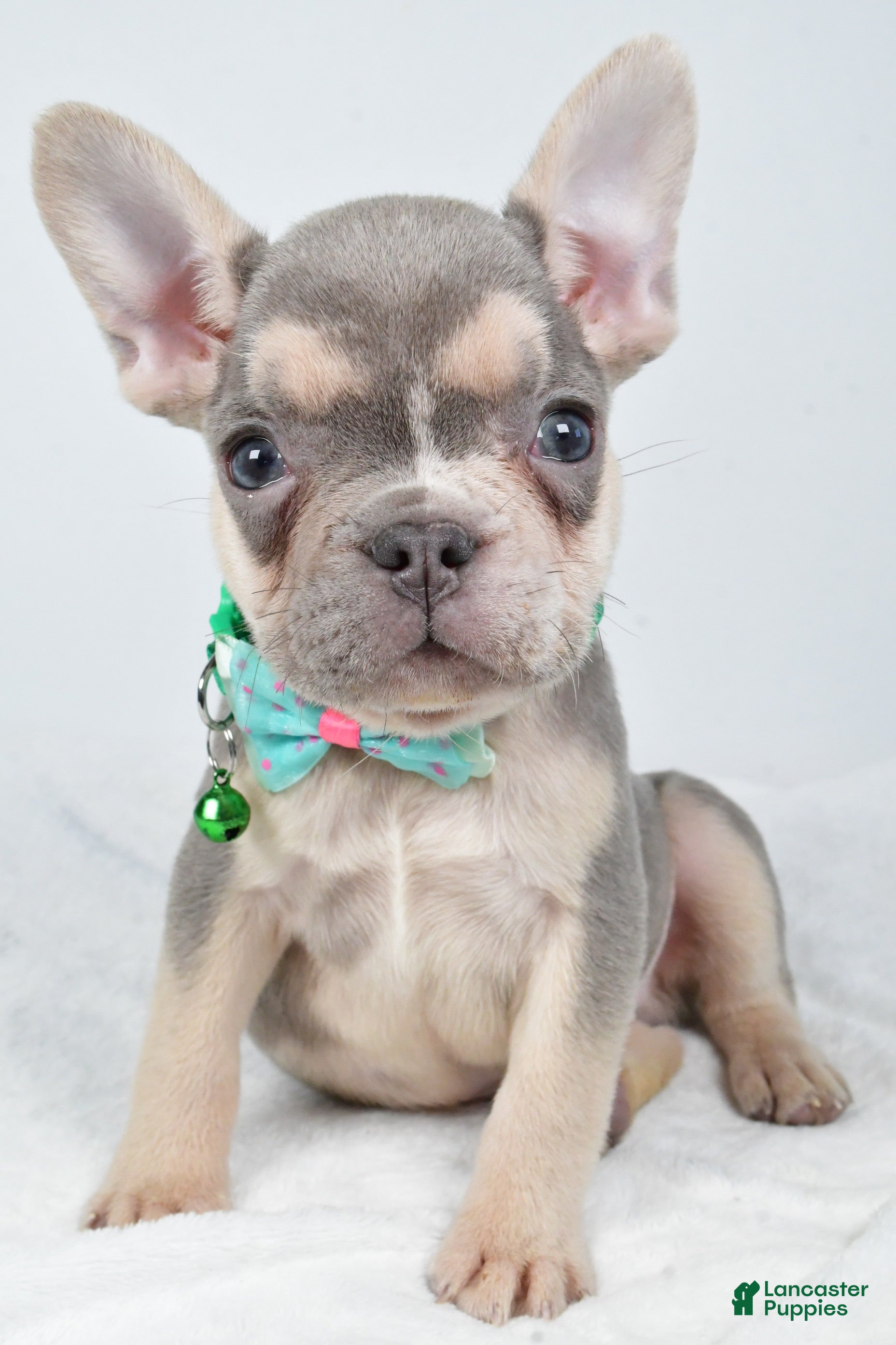 French Bulldog dogs Emily  - Ad 23