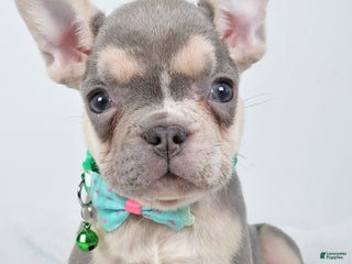 French Bulldog dogs Emily - Ad 23