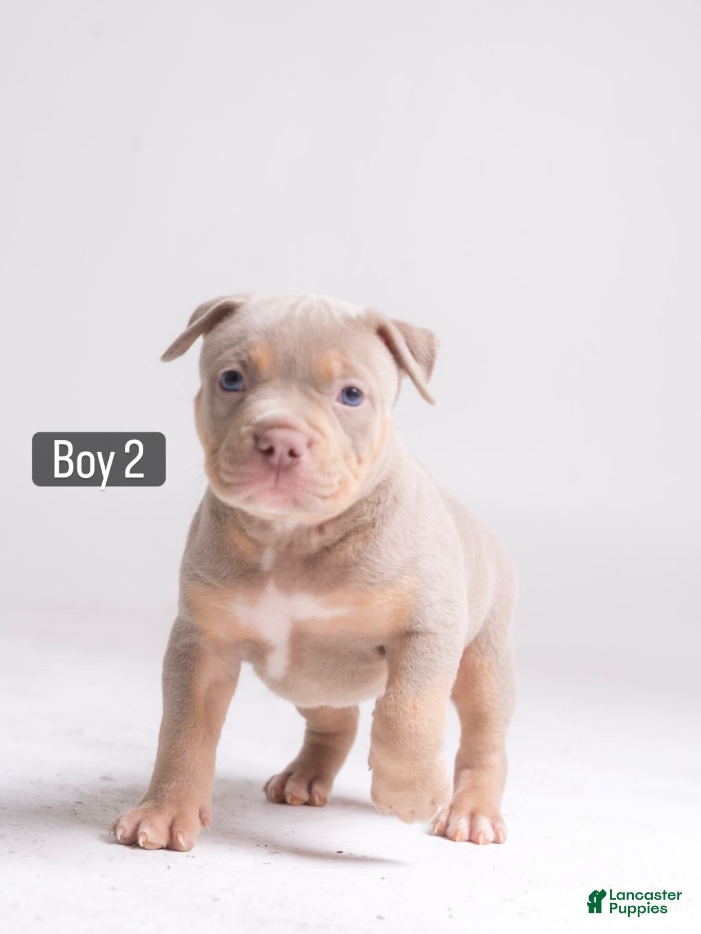 American Bully dogs 🐉🐾 - Ad 29