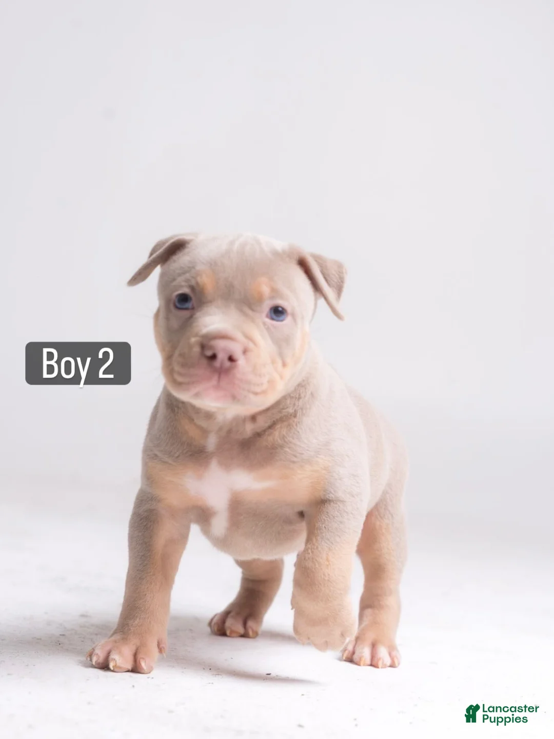 American Bully dogs for sale: 🐉🐾 - Ad 1