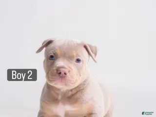 American Bully dogs 🐉🐾 - Ad 25