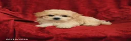 Maltipoo dogs for sale: Mamie - Ad 3