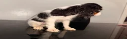 Cavalier King Charles Spaniel dogs for sale: Diamond - Ad 3