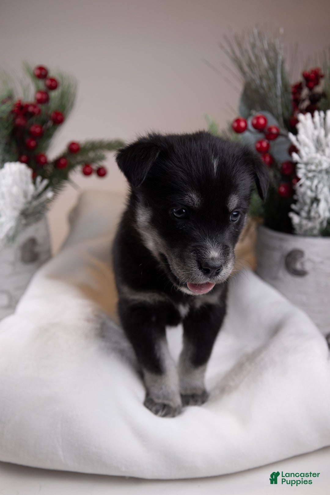 Goberian dogs for sale: Bear - Ad 27