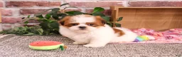 Shih Tzu dogs for sale: Dahlia - Ad 5