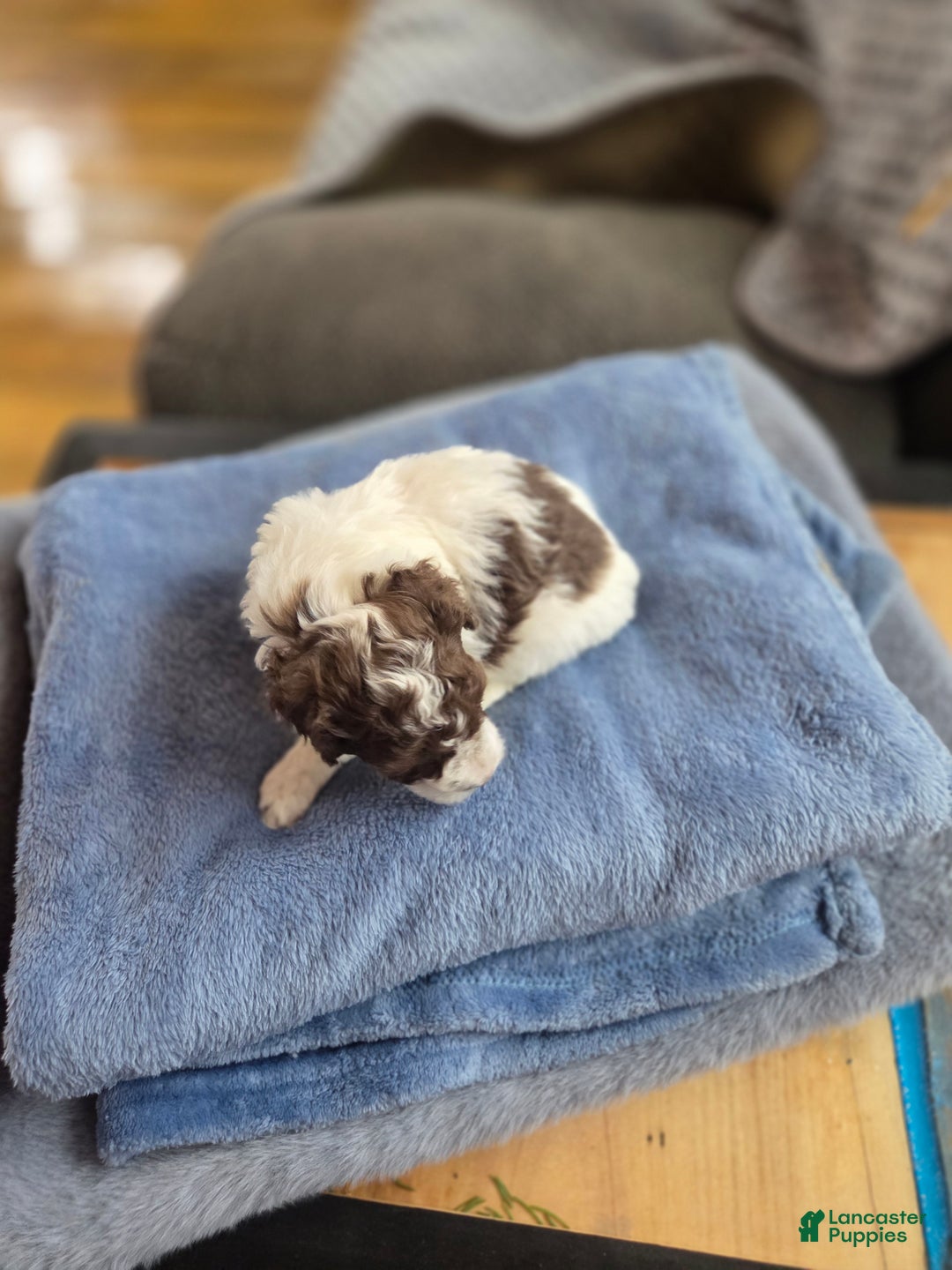 Toy Poodle dogs for sale: Toy Poodle Puppy 3 - Ad 3