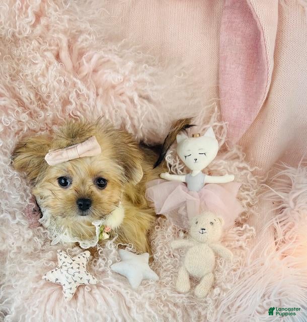 Mixed Breed dogs Mixed Breed Puppy 1 - Ad 7