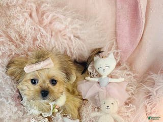 Mixed Breed dogs Mixed Breed Puppy 1 - Ad 15