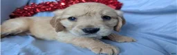 Mixed Breed dogs for sale: Sunny - Ad 9
