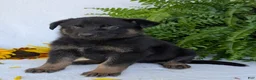 German Shepherd dogs for sale: Ben  - Ad 15
