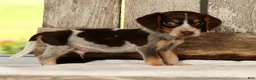 Beagle dogs for sale: Austin - Ad 3